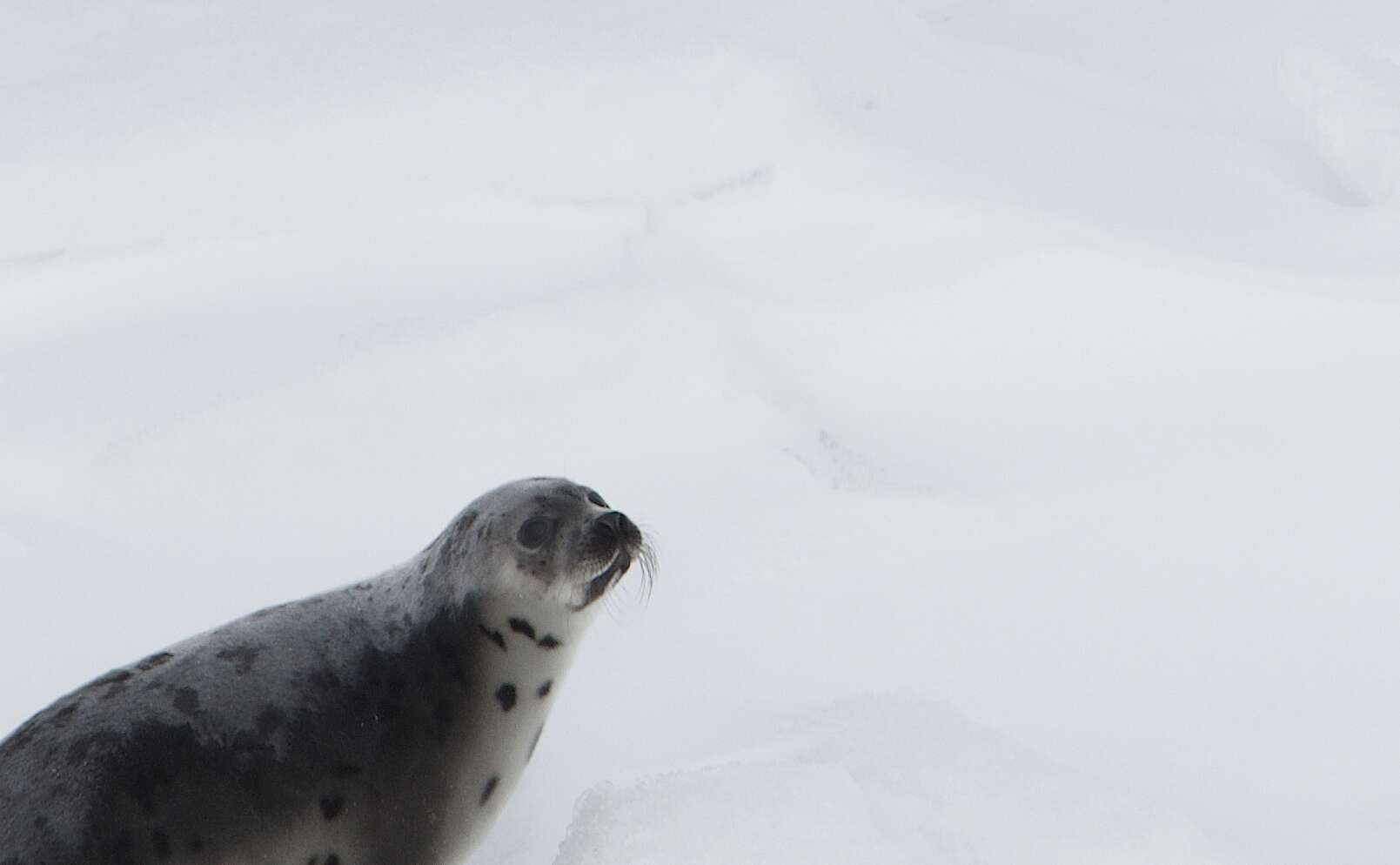 Harp seal on an ice floe in Canada