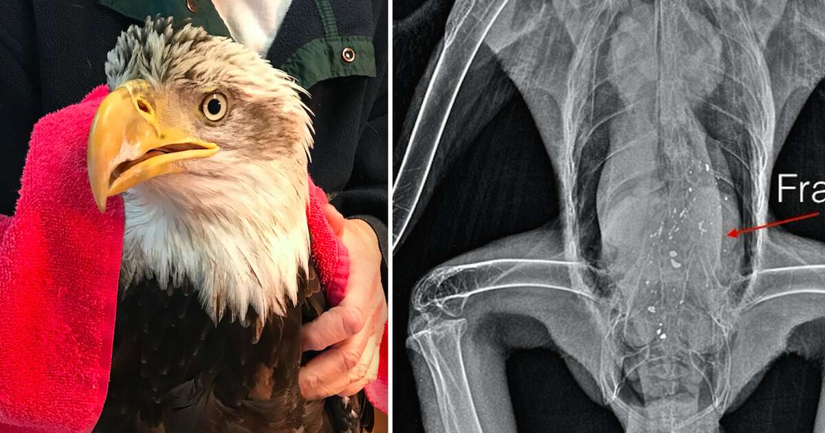 Bald Eagles With Lead Poisoning Struggle Across The Country The Dodo