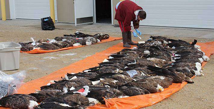 Dead bald eagles being examined by USFWS for lead poisoning