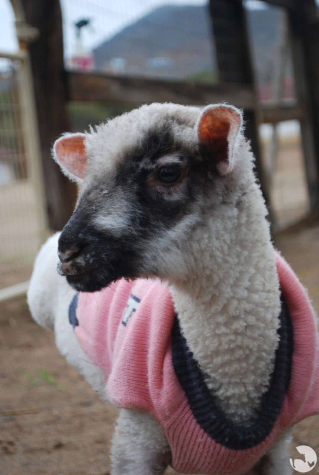 Baby Lamb Who Lost Her Leg Loves To Run And Jump Now - The Dodo