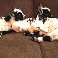 Baby Goats Who Lost Their Mom Snuggle Together On Rescuer's Couch