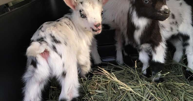 Baby goats lost their mom during childbirth on Kansas farm
