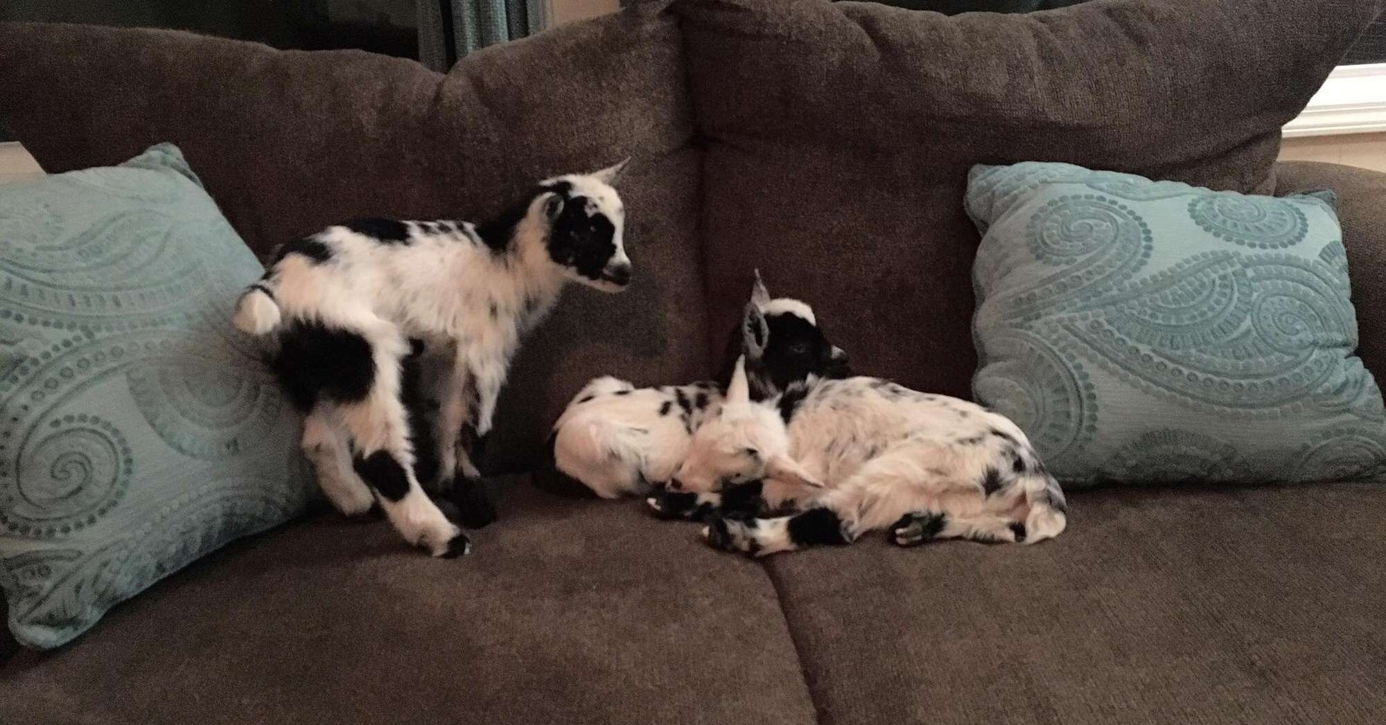 Orphaned baby goats settle in at sanctuary