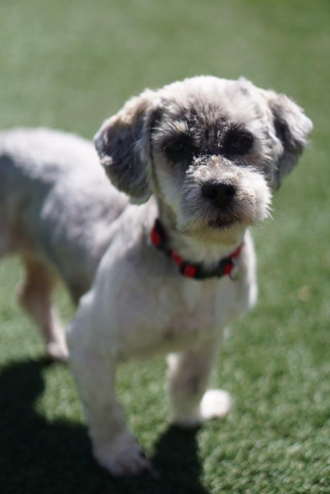 Five Dogs Were Dropped Off In A Parking Lot Looking Like This - The Dodo