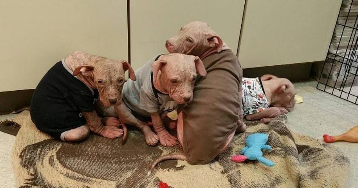 Puppies With Mange Are Rescued In Detroit - The Dodo