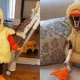 Little Boy Donates His Duck Costume To Rescued Goat With Anxiety