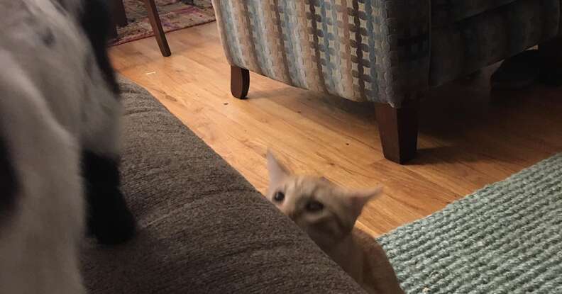 Cat inspects baby goat