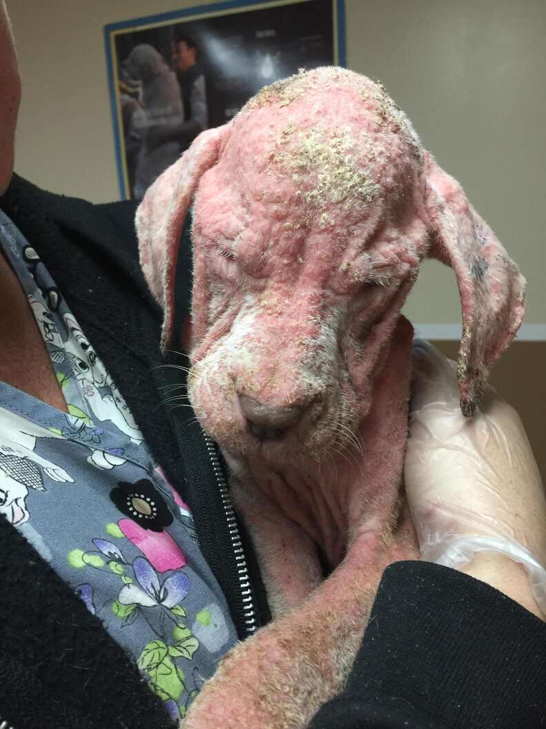Rescue puppy with severe mange