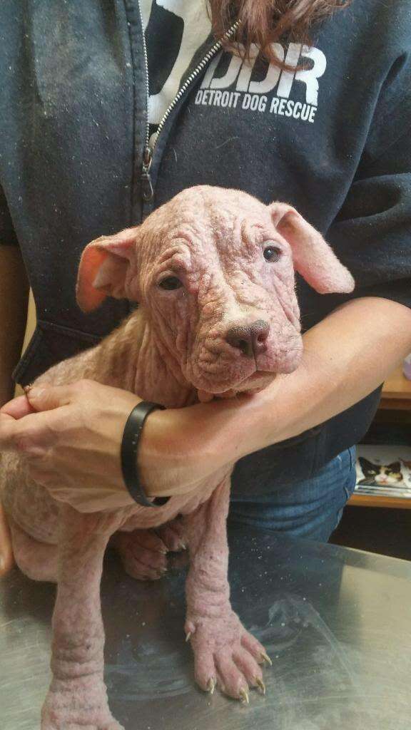 Rescue puppy with severe mange