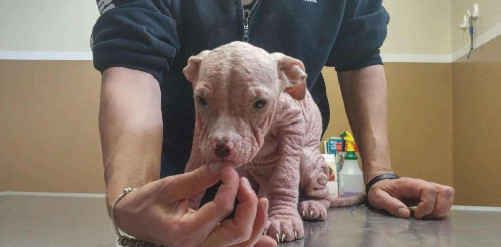 Rescue puppy with severe mange