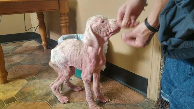 Rescue puppy with severe mange