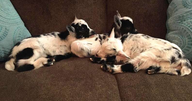 Snuggling baby goats on couch
