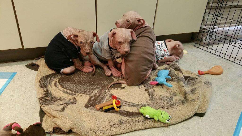 Rescue puppies with severe mange in baby onesies