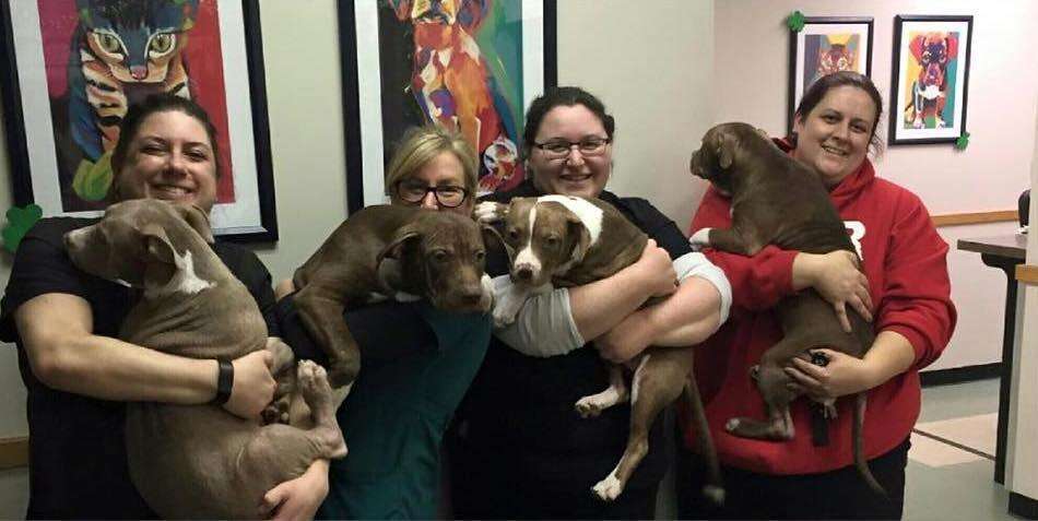 Rescue puppies who had mange are now fully recovered