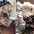Rescue Cat Helps Save Sick Little Lamb's Life