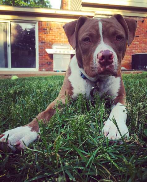 Wilbur, who had severe mange as a puppy