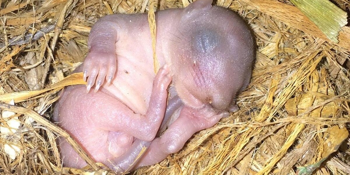 Когда родились животные. Новорожденные бельчата. Новорожденный Бельчонок. Новорождённый бельчёноу. Детеныш белки новорожденный.