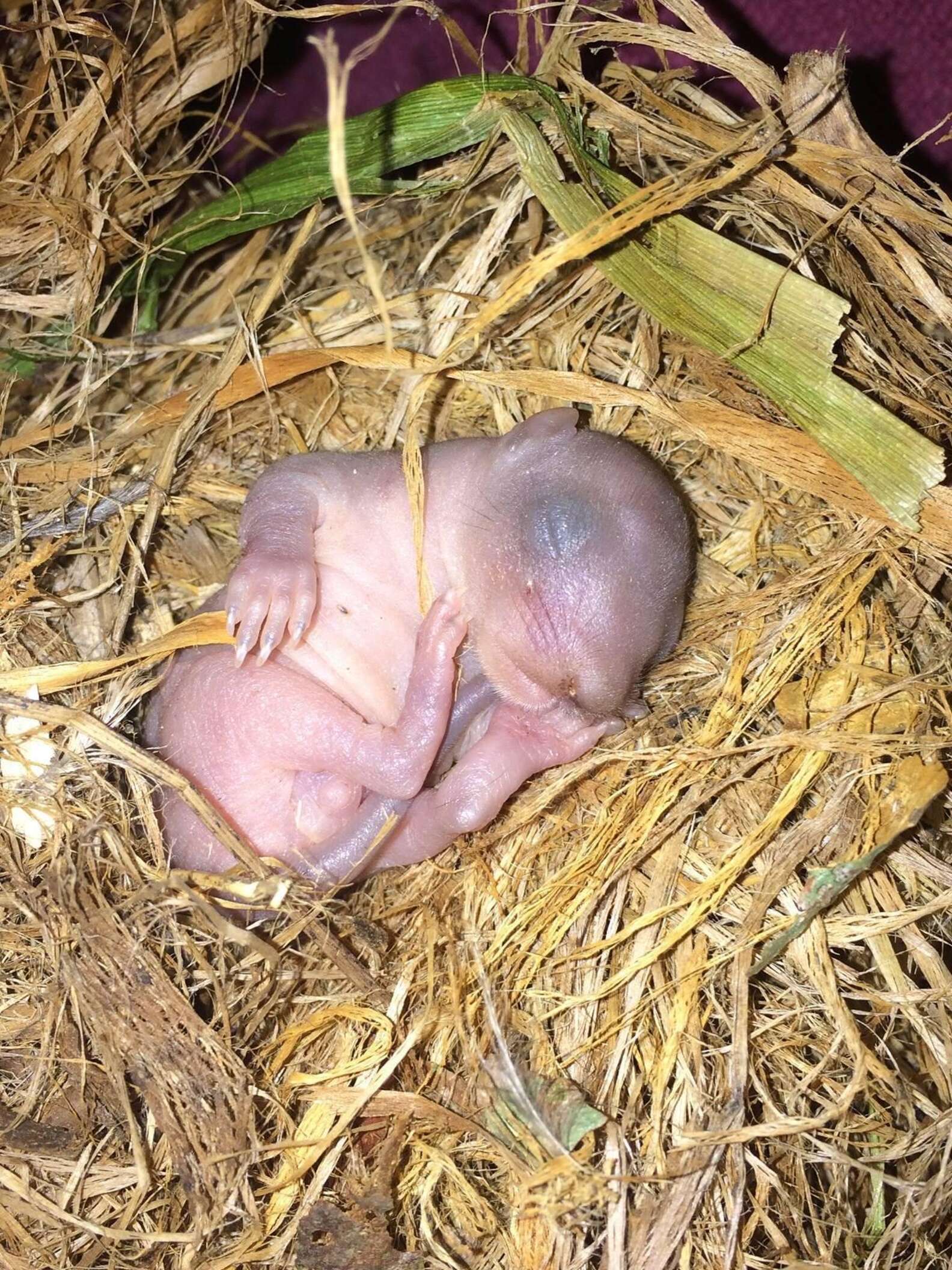 Week Old Baby Squirrel Found In Fallen Nest - The Dodo