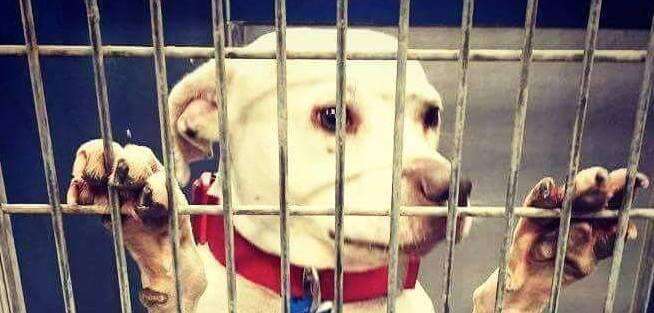 Fort Worth shelter dog needs forever home