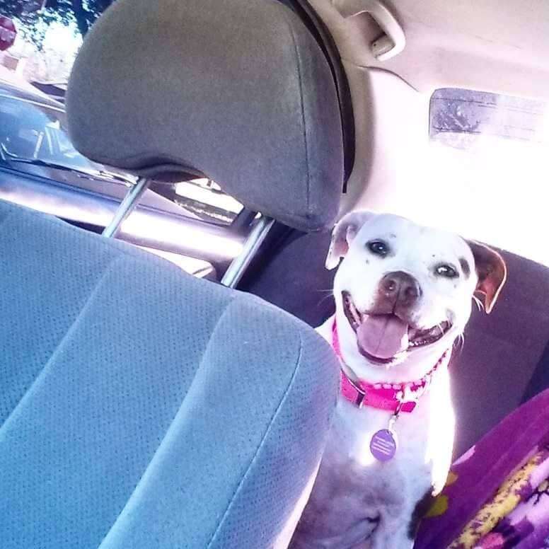 Fort Worth dog on her way to foster home from shelter