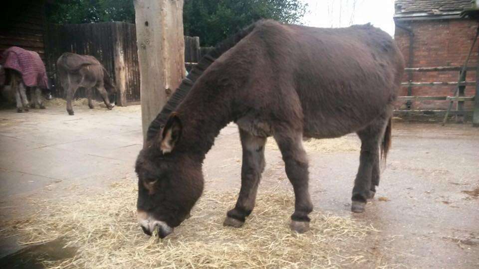 Donkey rescued from neglect at The Donkey Sanctuary in Birmingham