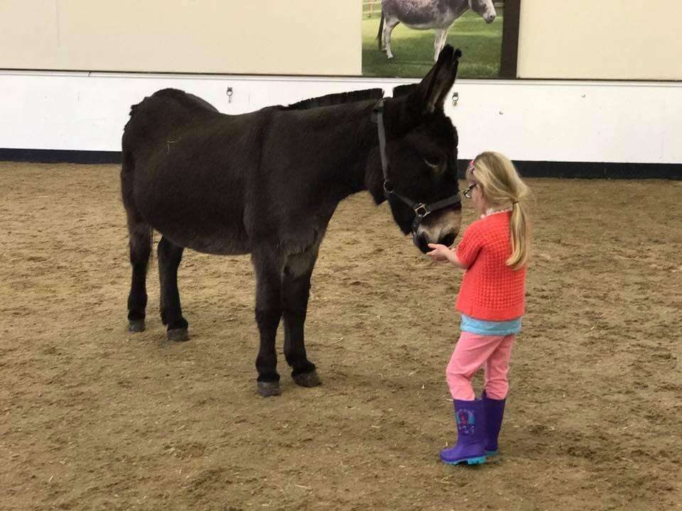 Girl meeting her therapy donkey at The Donkey Sanctuary in Birmingham