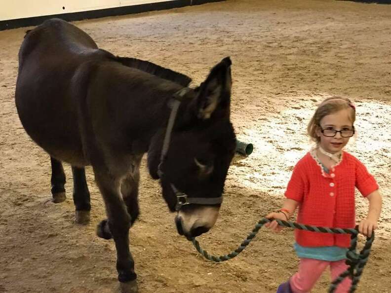 Girl leading her therapy donkey
