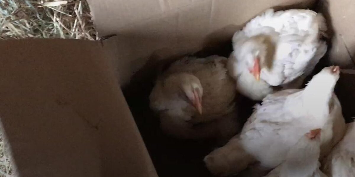 Rescue Chickens See Daylight For The First Time - Videos - The Dodo