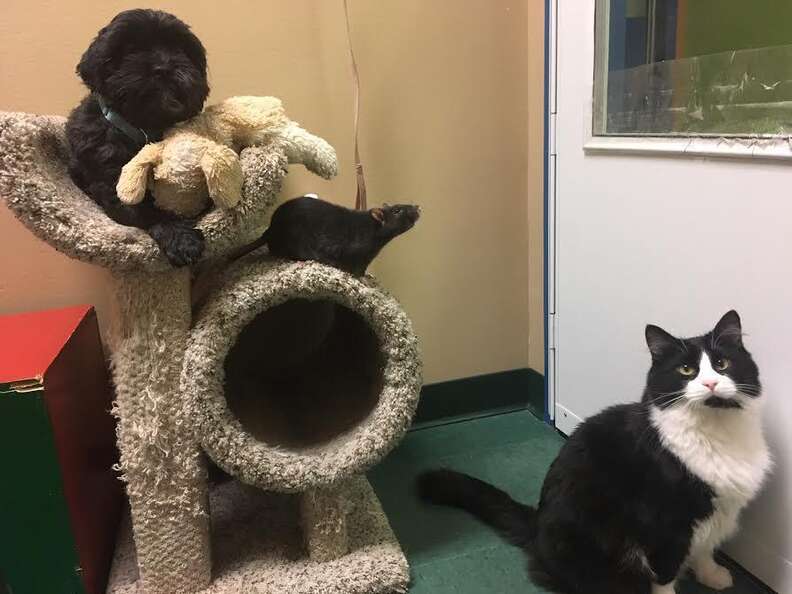 Dog, cat and rat who are best friends