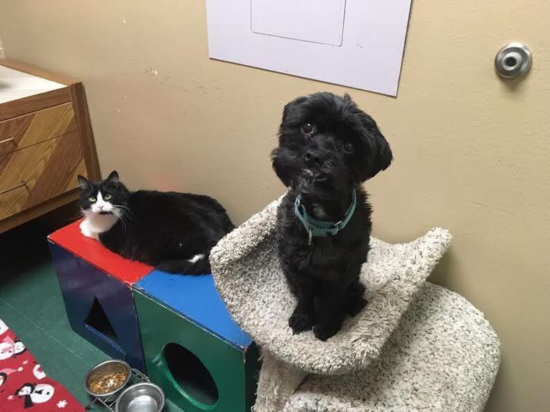 A cat and dog who are best friends
