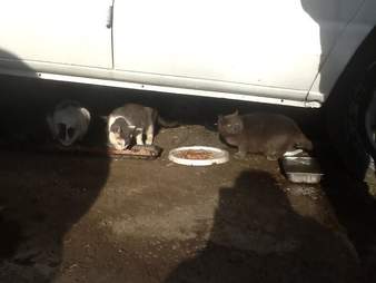 Street cats in Hartford, CT