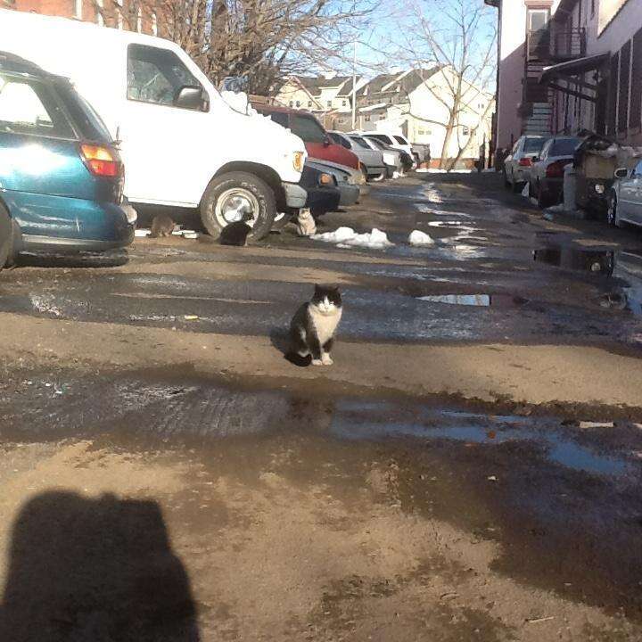 Street cats in Hartford, CT