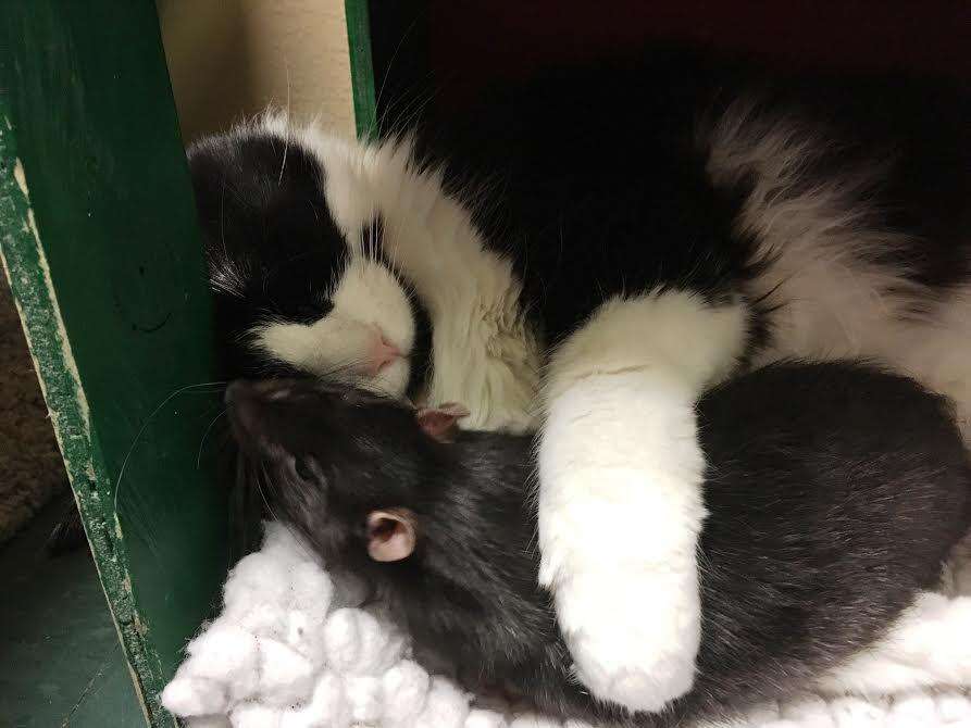 A cat snuggling with her best friend, who happens to be a rat