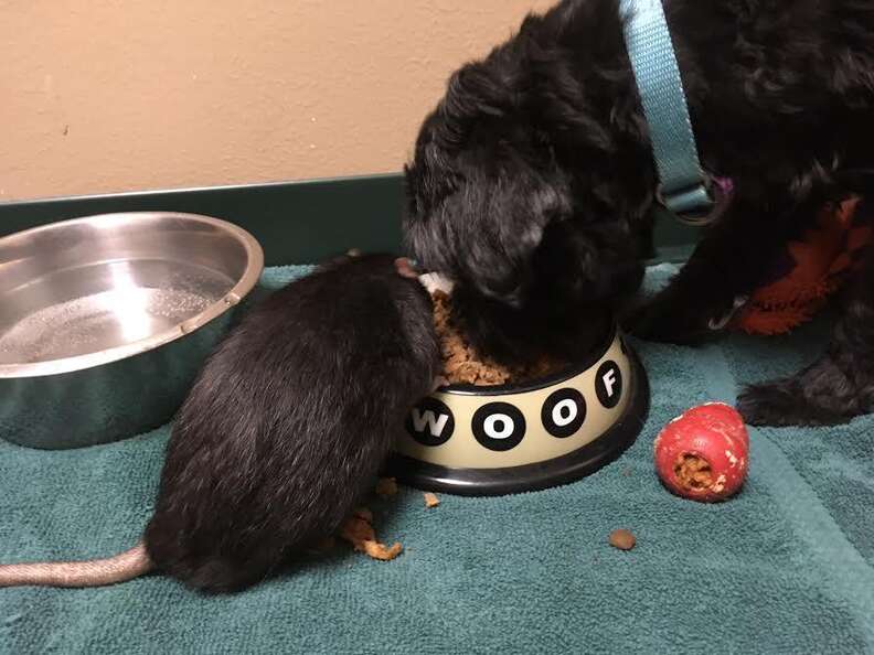 A dog sharing his food with a rat friend