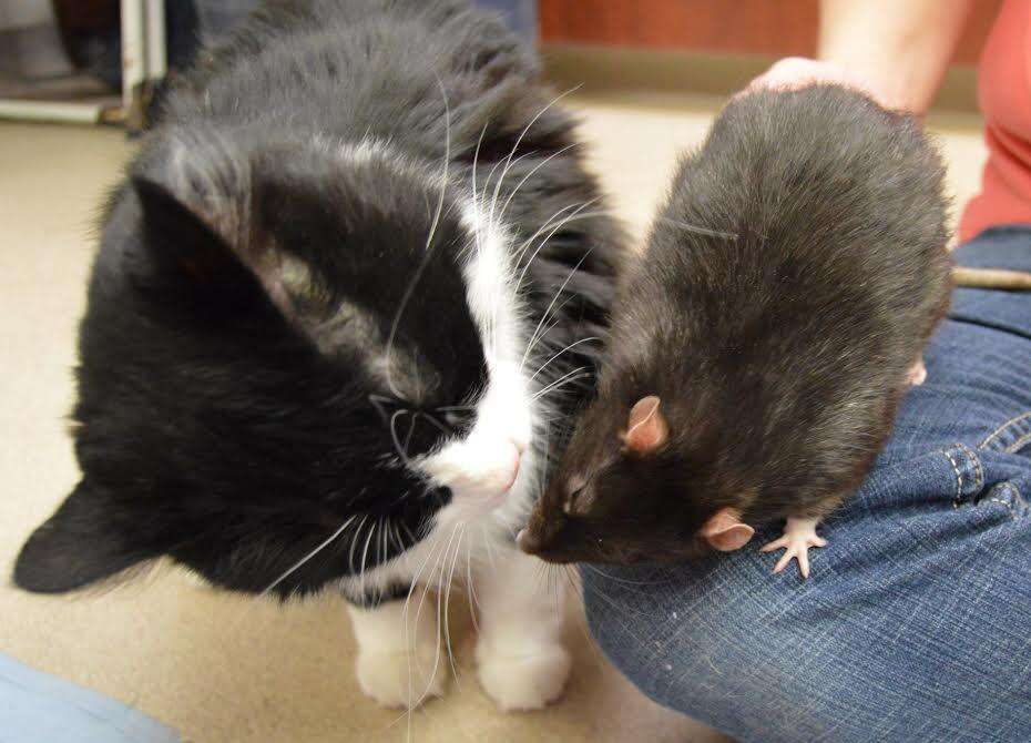 A cat and rat giving each other kisses