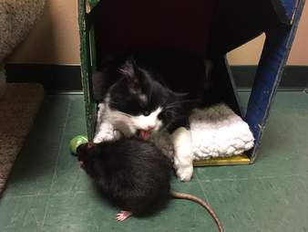 A cat licking the fur of her rat friend