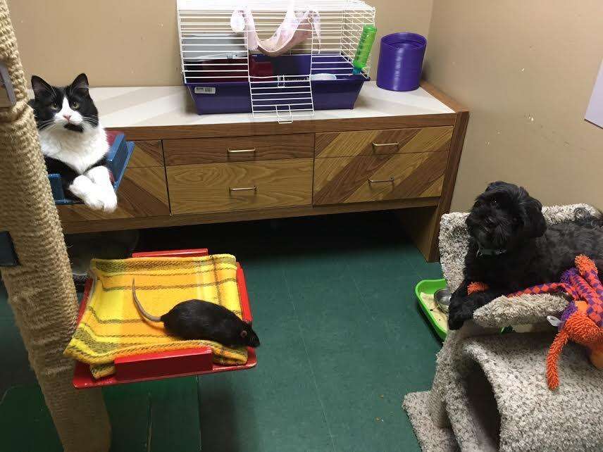 Dog, cat and rat who are best friends