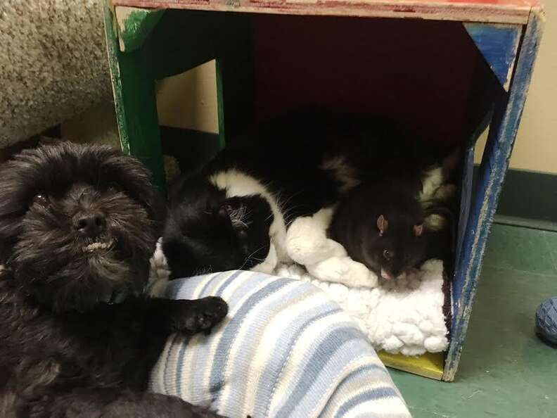 Dog, cat and rat who are best friends