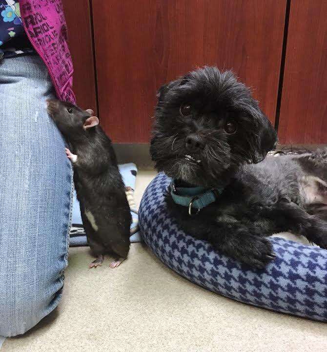 A dog and rat who are best friends