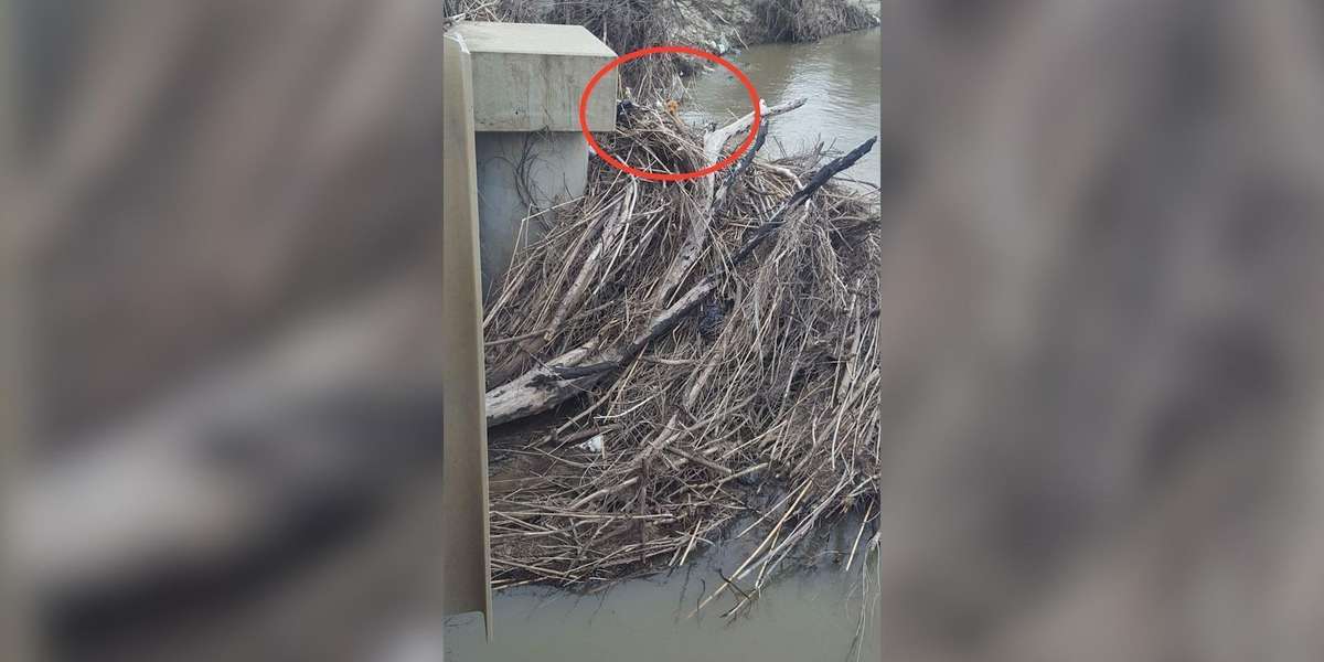 Lost Dog Stuck On Debris In River - The Dodo