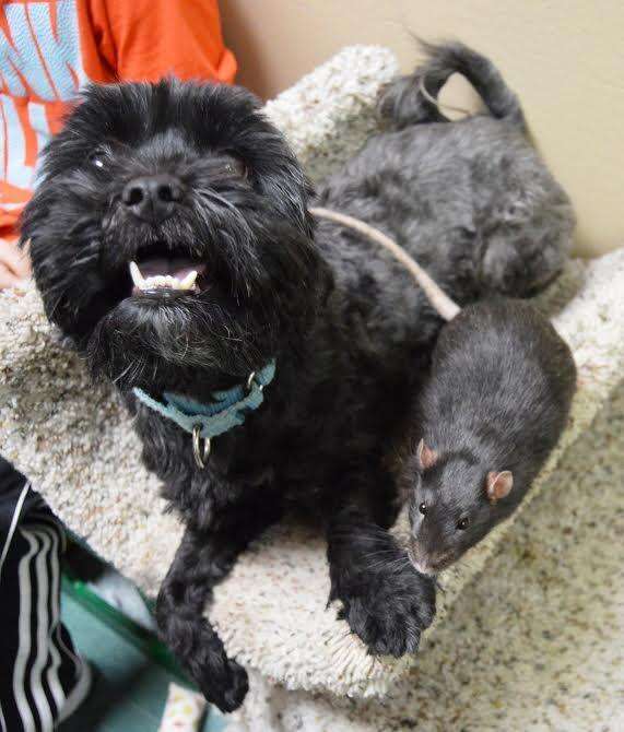 Dog and rat sharing space on a cat scratcher