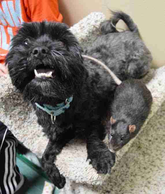 Dog and rat sharing space on a cat scratcher