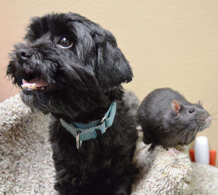 Dog and rat who are best friends