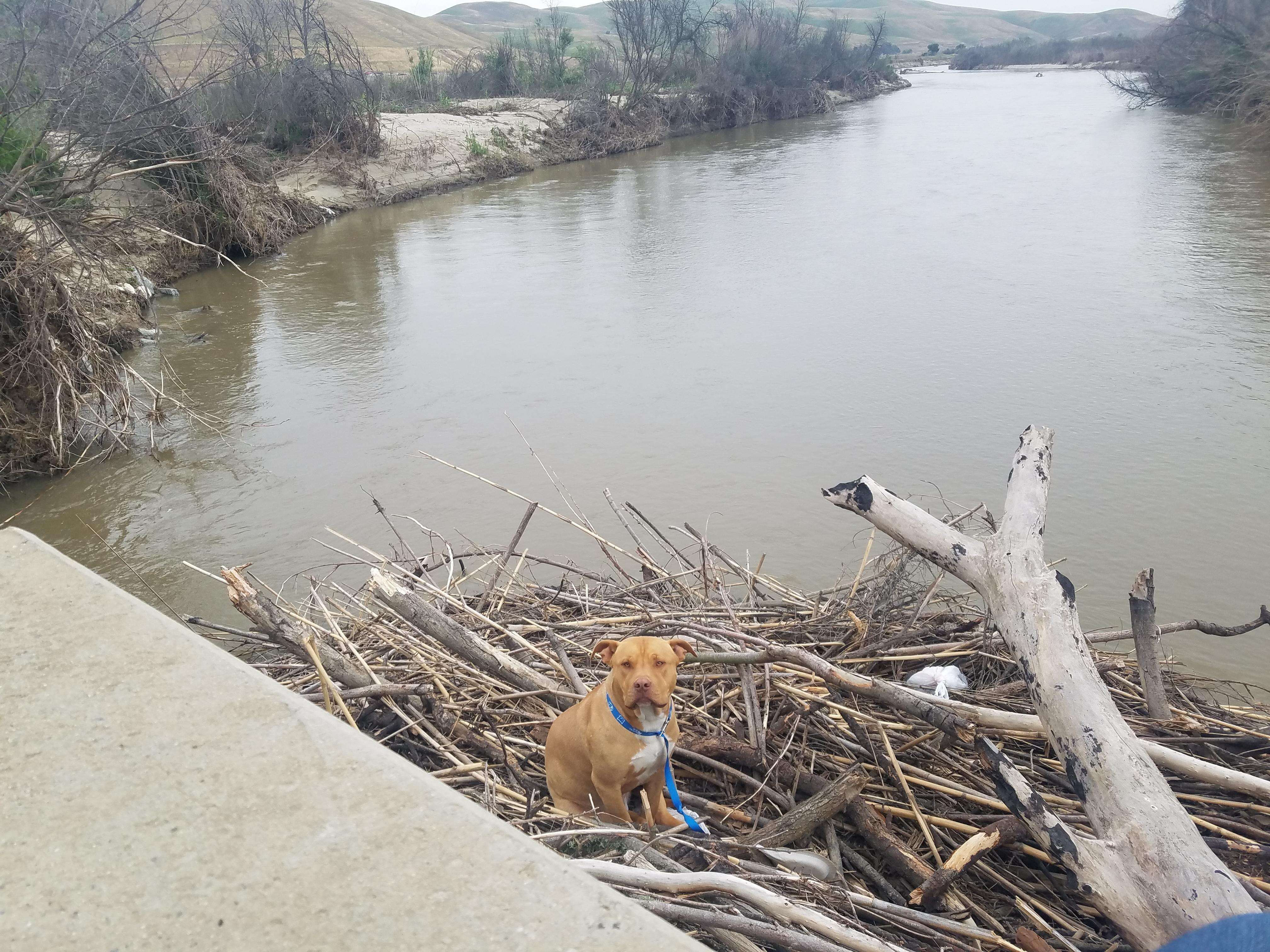 lost dog gets stuck in middle of river