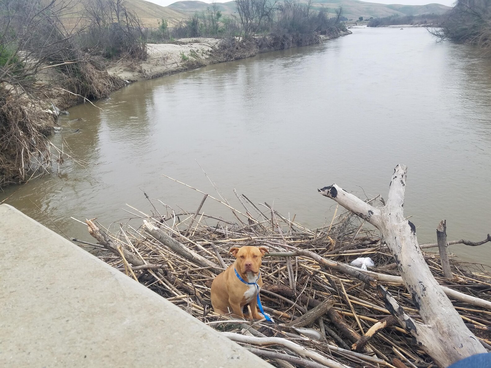 Lost Dog Stuck On Debris In River - The Dodo
