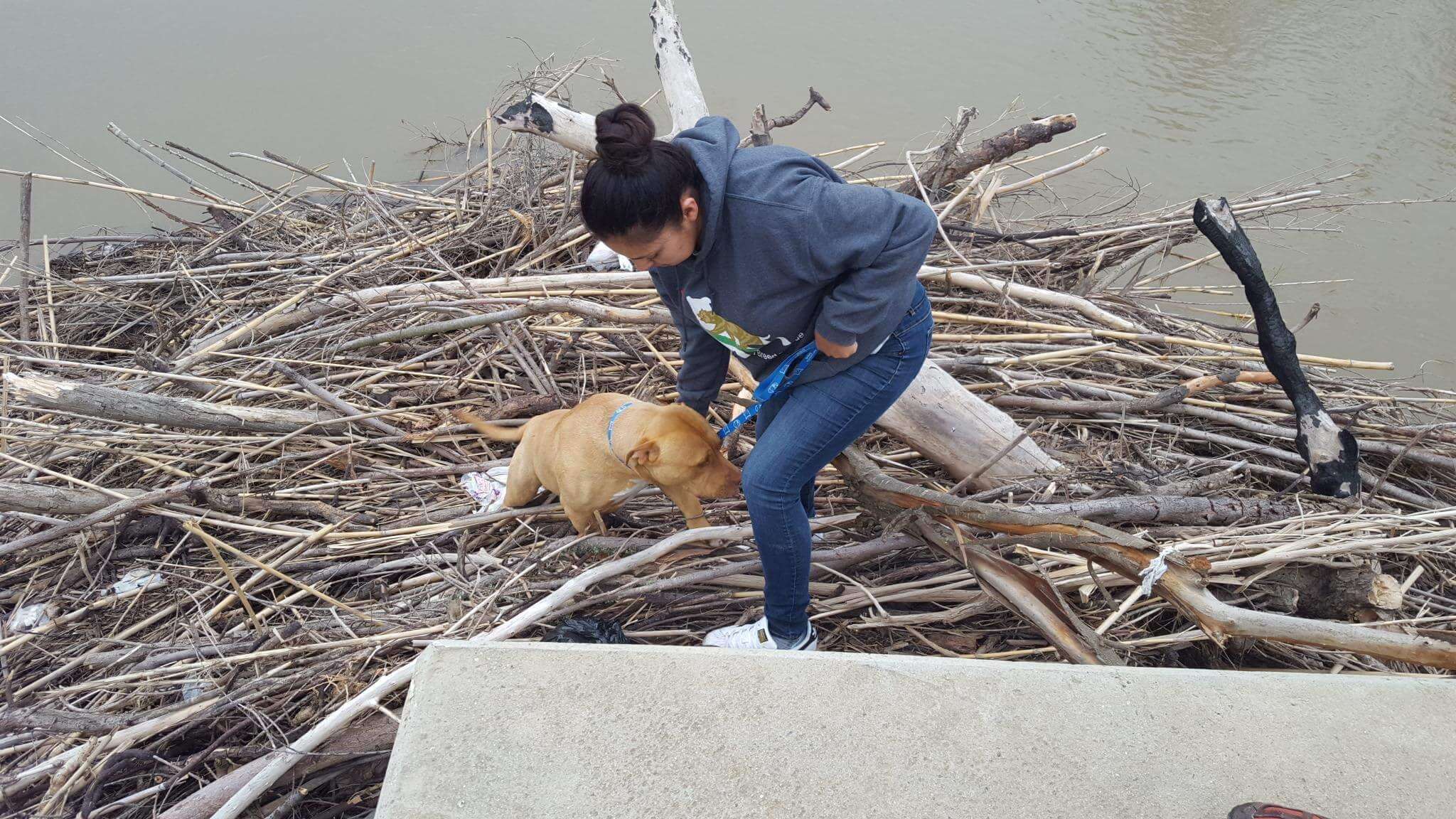 lost dog gets stuck in middle of river