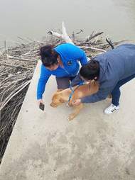 lost dog gets stuck in middle of river