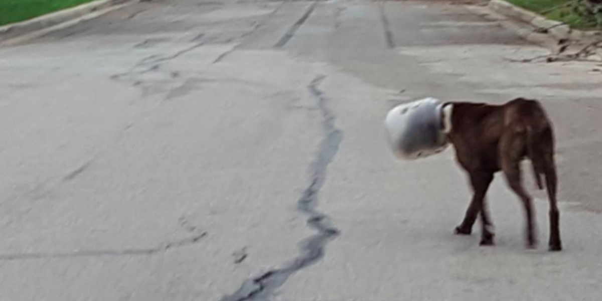Dog Spends 3 Days With His Head Stuck In Plastic Jar The Dodo