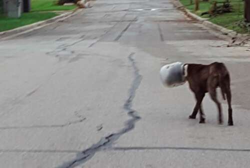 dog gets jar stuck in his head