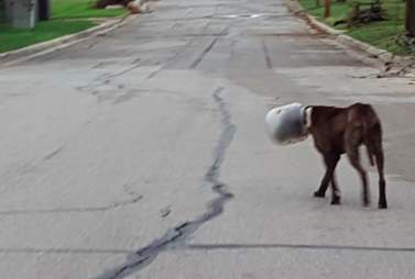 Dog Spends 3 Days With His Head Stuck In Plastic Jar - The Dodo